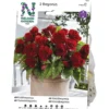 Begonia