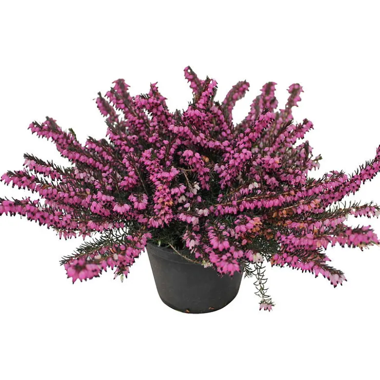 Calluna