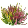 Calluna