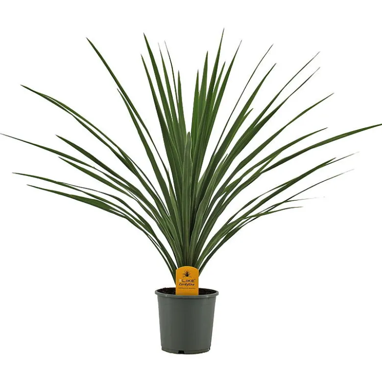 Cordyline palme