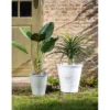 Elefantfot plante