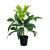 Grønnplante