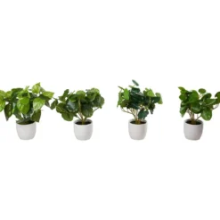 Grønnplante