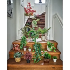 Hengeplante