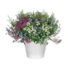 Lobelia