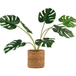 Monstera