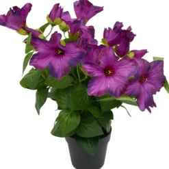 Petunia
