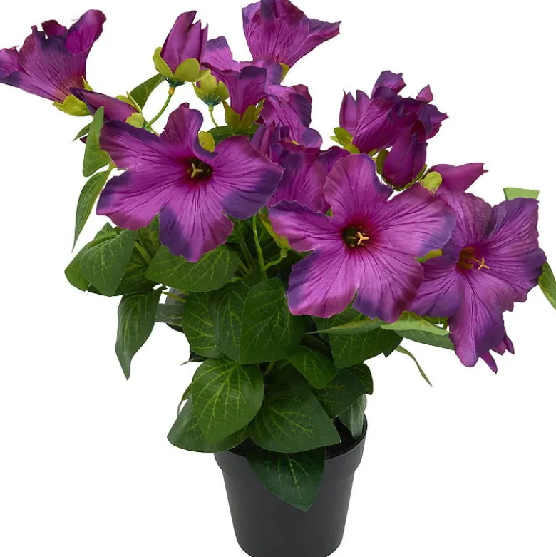 Petunia