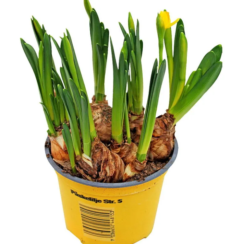 Påskelilje