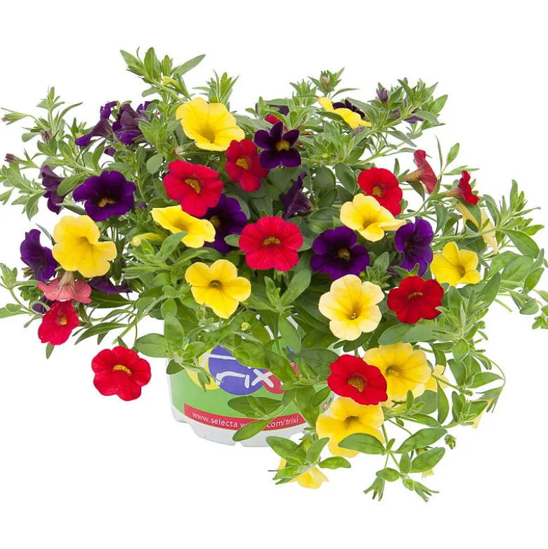 Småpetunia