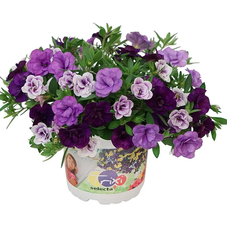Småpetunia